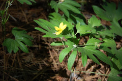 Viola lobata