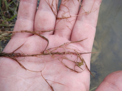 Zannichellia palustris iNat (1)