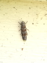 Battaristis vittella