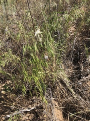 Bromus squarrosus
