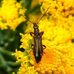 Oedemera barbara