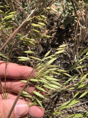 Bromus squarrosus
