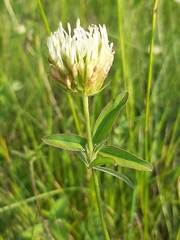 Trifolium ochroleucon