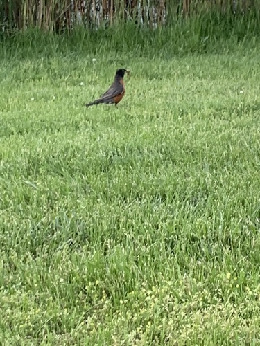 photo of American Robin (Turdus migratorius)