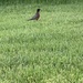 photo of American Robin (Turdus migratorius)