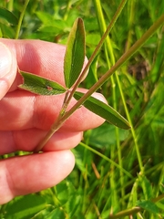 Trifolium ochroleucon