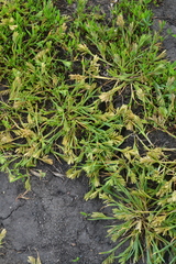 Sclerochloa dura