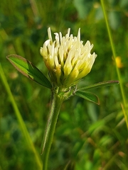 Trifolium ochroleucon