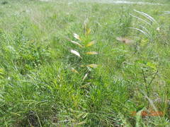 Helictotrichon desertorum