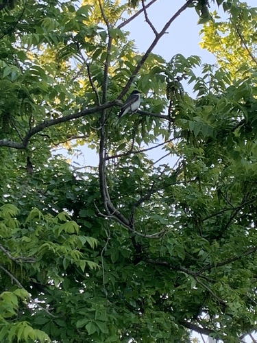 photo of Eastern Kingbird (Tyrannus tyrannus)