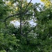 photo of Eastern Kingbird (Tyrannus tyrannus)