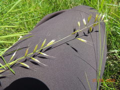 Helictotrichon desertorum