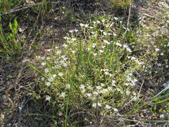 Cerastium velutinum