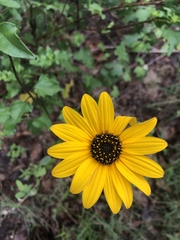 Helianthus debilis cucumerifolius
