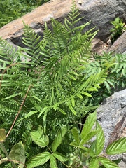 Pteridium caudatum
