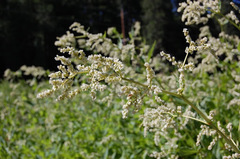 Koenigia phytolaccifolia