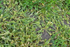 Sclerochloa dura