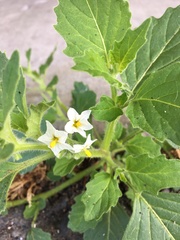 Solanum physalifolium