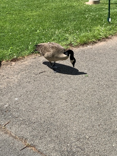 photo of Canada Goose (Branta canadensis)