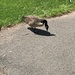 photo of Canada Goose (Branta canadensis)