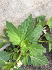 Solanum physalifolium nitidibaccatum