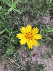 Coreopsis nuecensis