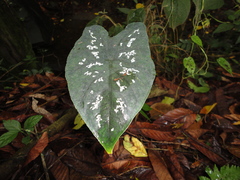 Caladium
