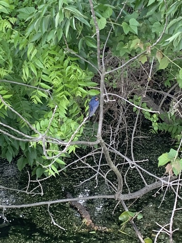 photo of Eastern Bluebird (Sialia sialis)