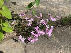 Phlox woodhousei