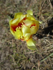 Opuntia fusco-atra
