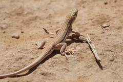 Acanthodactylus boskianus