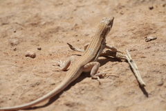 Acanthodactylus boskianus