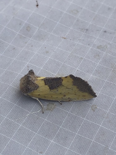 Yellow Sunflower Moth photo 4