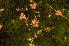 Drosera modesta
