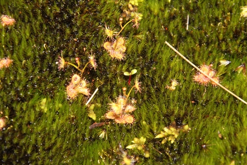 Drosera modesta