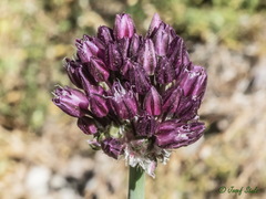 Allium sphaerocephalon