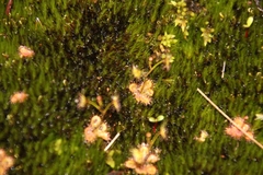 Drosera modesta