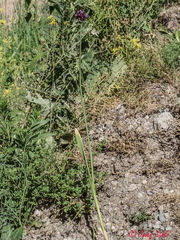 Allium sphaerocephalon