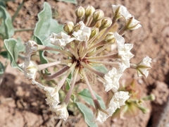 Tripterocalyx carneus