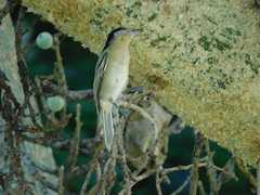 Dryoscopus cubla hamatus