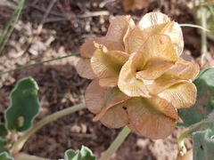 Tripterocalyx carneus