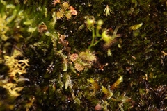 Drosera modesta