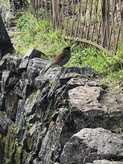 Pterorhinus berthemyi