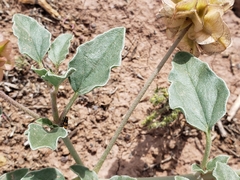 Tripterocalyx carneus