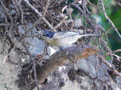 Dryoscopus cubla hamatus