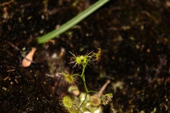 Drosera modesta