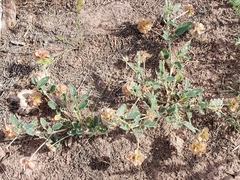 Tripterocalyx carneus