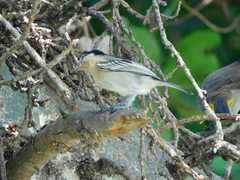 Dryoscopus cubla hamatus