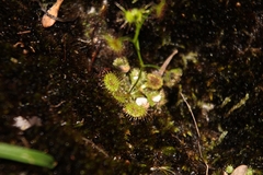 Drosera modesta