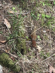 Pterorhinus berthemyi